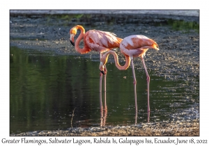 Greater Flamingos