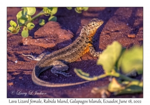 Lava Lizard female