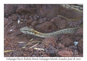 Galapagos Racer