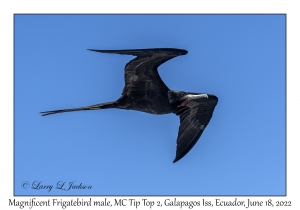 Magnificent Frigatebird male