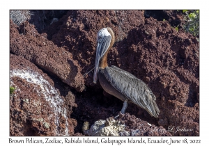 Brown Pelican