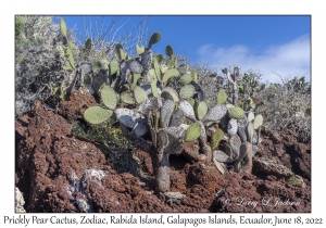 Prickly Pear Cactus