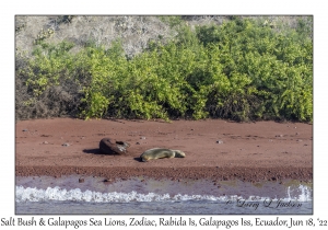 Salt Bush & Galapagos Sea Lions