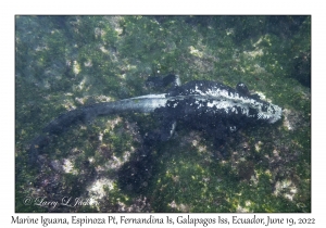 Marine Iguana