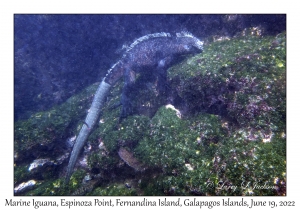 Marine Iguana