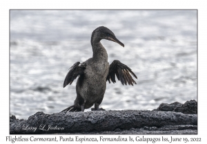 Flightless Cormorant