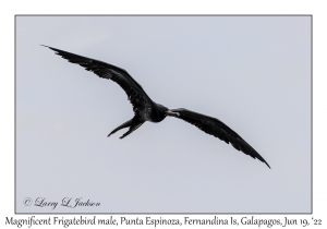 Magnificent Frigatebird male