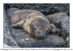 Galapagos Sea Lion juvenile