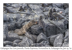 Galapagos Sea Lion juvenile