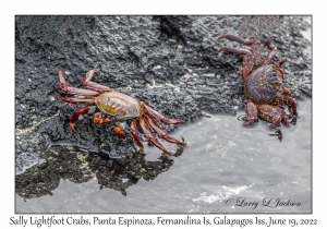 Sally Lightfoot Crabs