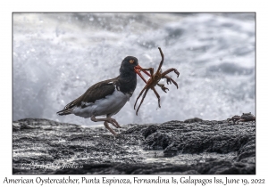 American Oystercatcher