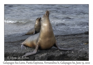 Galapagos Sea Lions