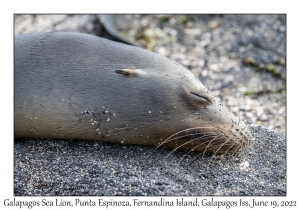 Galapagos Sea Lion