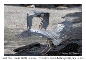 Great Blue Herons