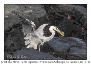 Great Blue Heron