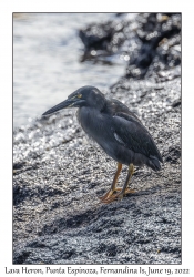 Lava Heron