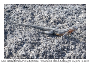 Lava Lizard female