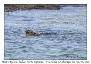 Marine Iguana