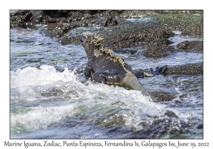 Marine Iguana