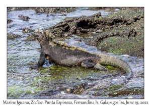 Marine Iguana