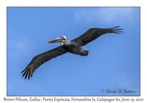 Brown Pelican