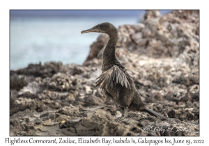 Flightless Cormorant