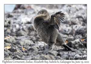 Flightless Cormorant