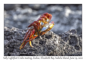 Sally Lightfoot Crabs