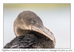 Flightless Cormorant