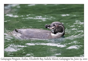 Galapagos Penguin