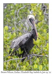 Brown Pelican