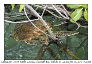 Galapagos Green Turtle variation