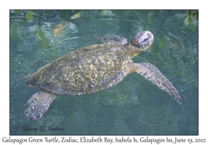 Galapagos Green Turtle