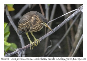 Striated Heron juvenile