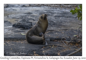 Galapagos Sea Lion