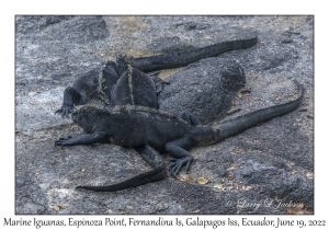 Marine Iguanas