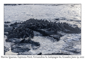 Marine Iguanas