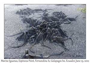 Marine Iguanas