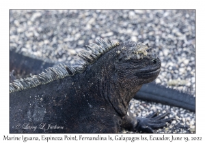 Marine Iguana