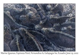 Marine Iguanas