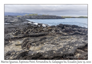 Marine Iguanas