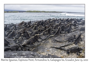 Marine Iguanas