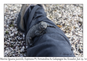 Marine Iguana juvenile