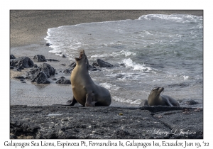 Galapagos Sea Lions