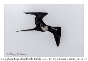 Magnificent Frigatebird female