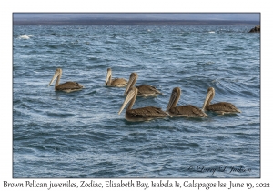 Brown Pelican juveniles