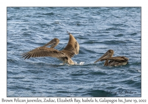 Brown Pelican juveniles