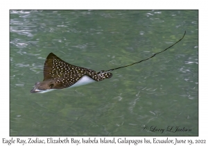 Eagle Ray