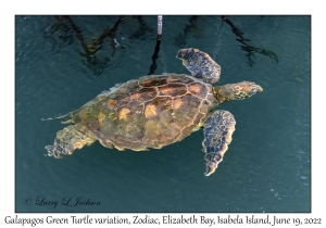 Galapagos Green Turtle variation