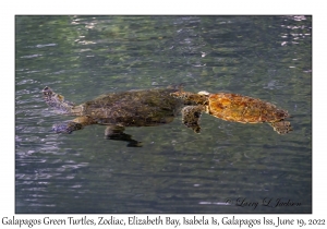 Galapagos Green Turtle & variation